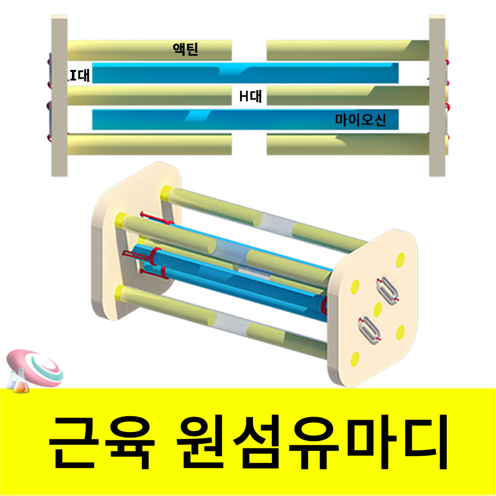 근수축 원리 모형만들기 (근육원섬유 마디만들기) 1인용 - 메인 이미지