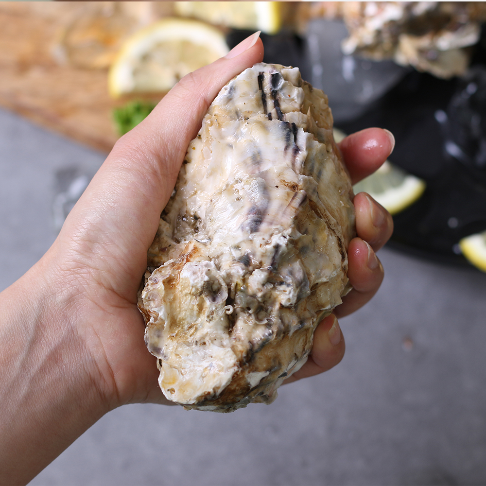 1kg 통영 매일 채취 수출용 삼배체굴 사계절굴 석화 석굴 하프셀 - 상세 이미지 5