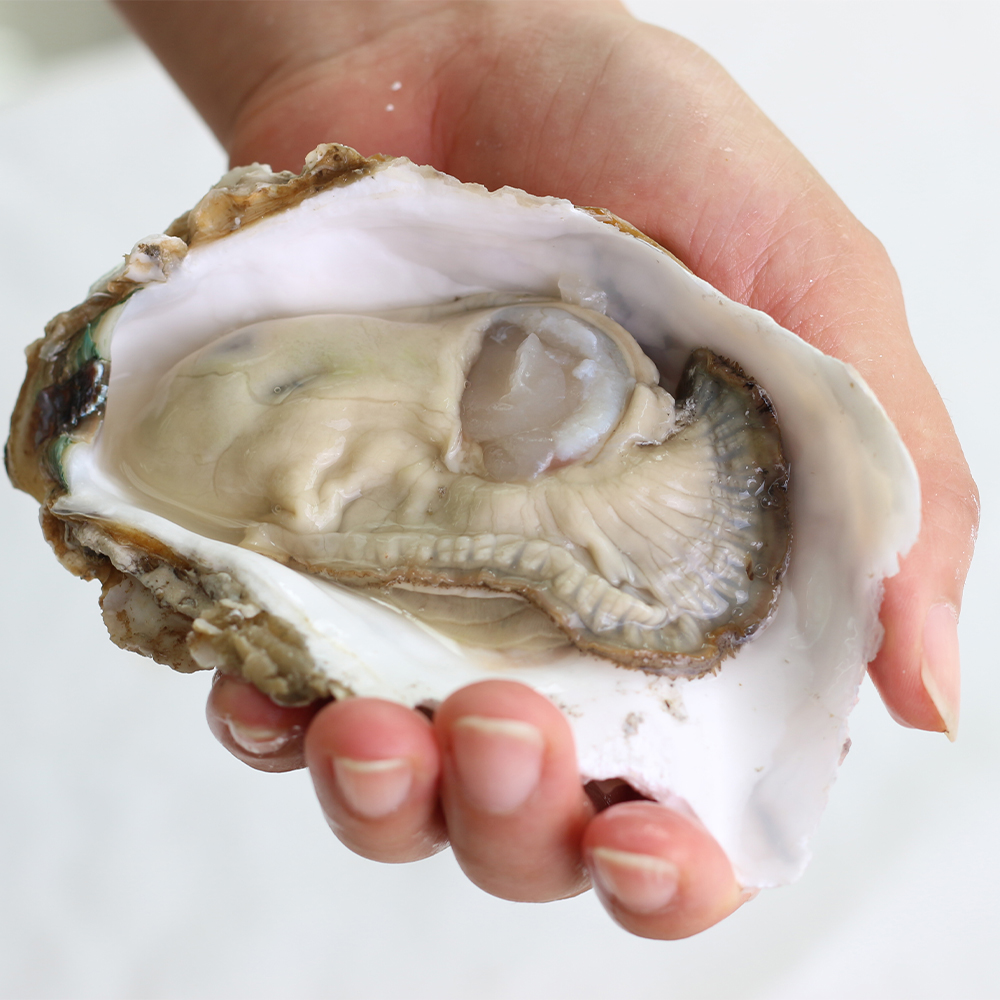5kg 통영 매일 채취 수출용 사계절 삼배체굴 산지직송 석화 대왕굴 반손질 하프셀 - 상세 이미지 5