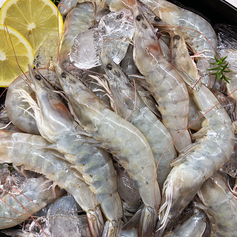 [은하수산] 국내산 활 새우 1kg (35-39미) 신안 산지직송