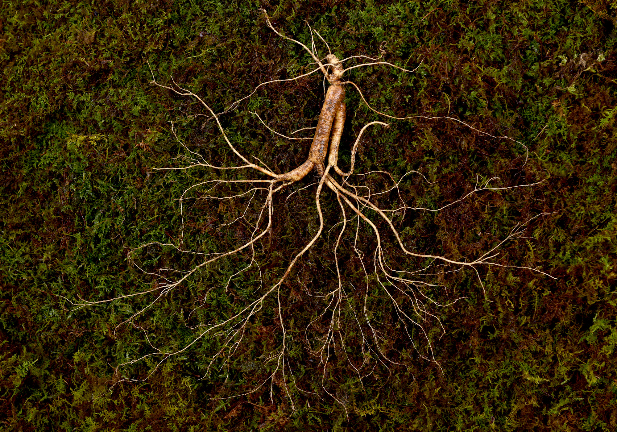 12,15년근 야생삼 1뿌리 산양산삼 산양삼 장뇌삼 장뇌산삼 이미지 3