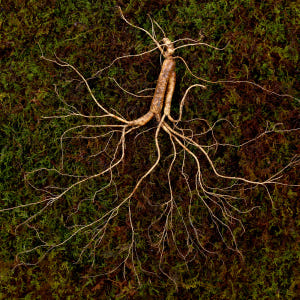 12,15년근 야생삼 1뿌리 산양산삼 산양삼 장뇌삼 장뇌산삼 맛있게 먹은 솔직 후기 - 상품 이미지 3