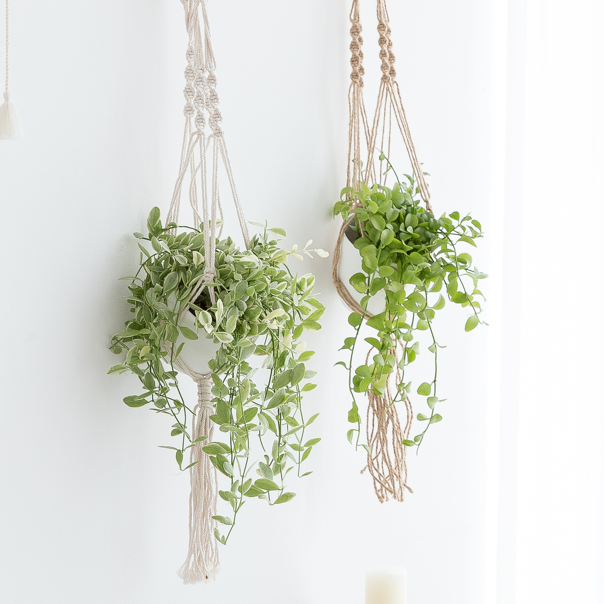 디시디아 마크라메 행잉식물 행잉플랜트 덩굴 넝쿨 반려식물 공중 늘어지는 음지 화분