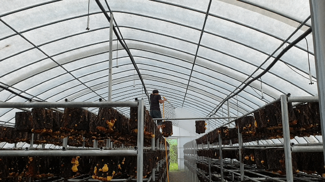 상황버섯하우스 전경