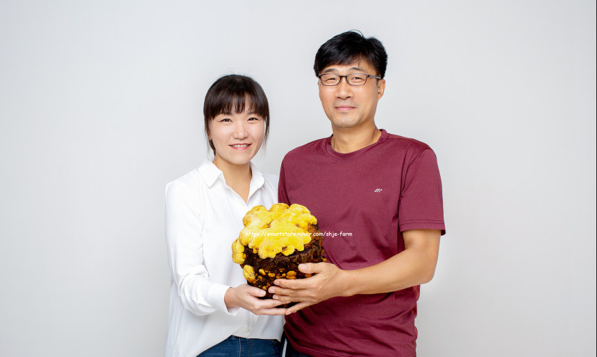 상황버섯하우스 전경