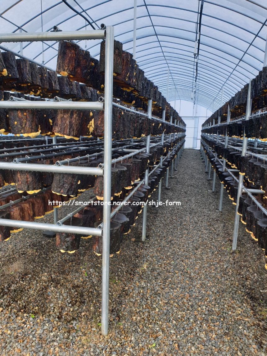 상황버섯 자라는 모습