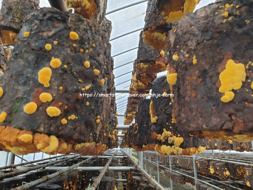 상황버섯 150g 담겨져 있는 모습