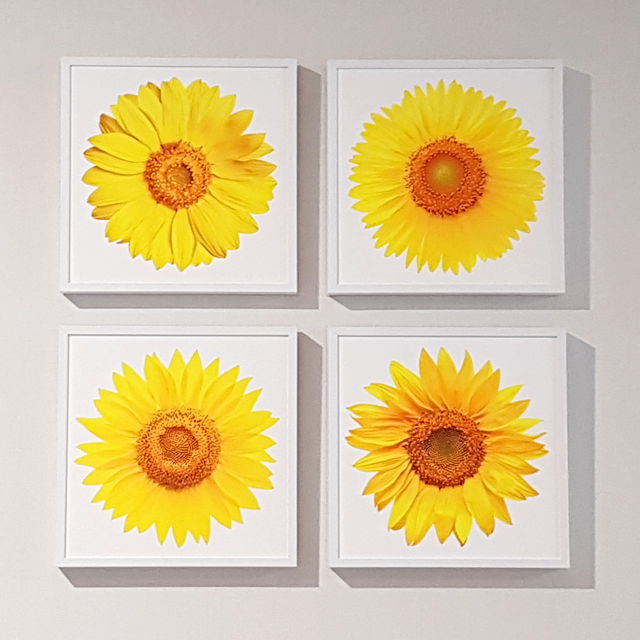 한보름 해바라기 사진 그림 캔버스 포스터 20x20cm - 상세 이미지 5