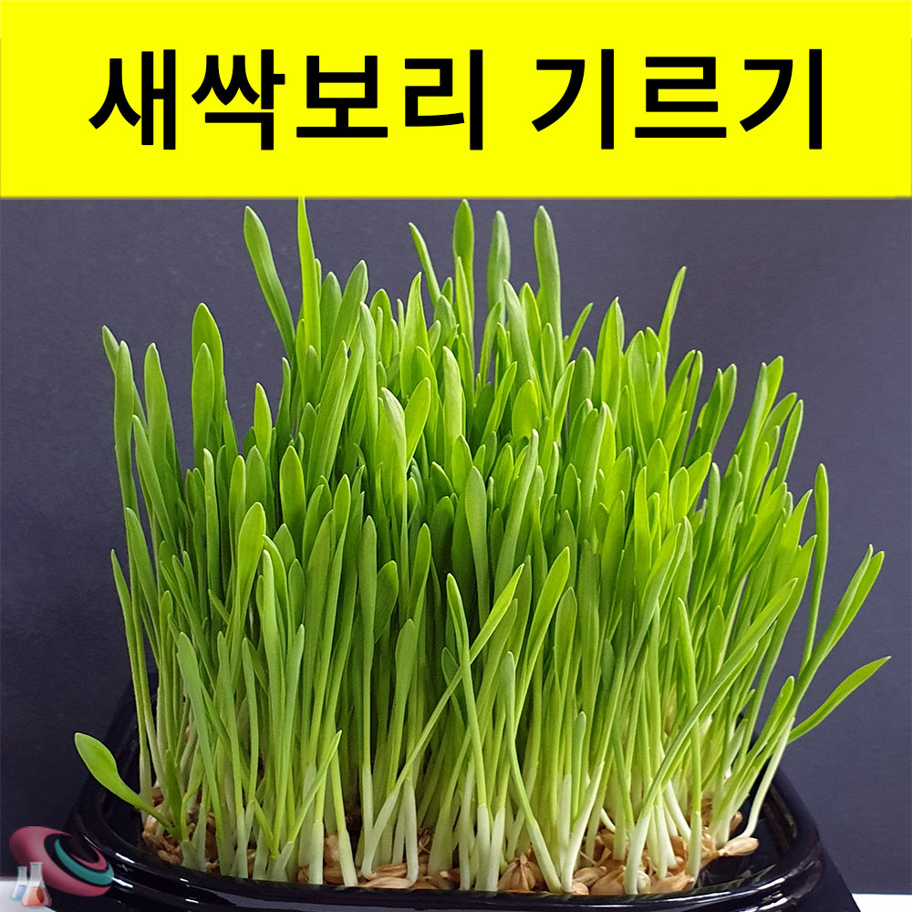 새싹보리키우기 키트 새싹 기르기세트 과학교구몰 구정과학