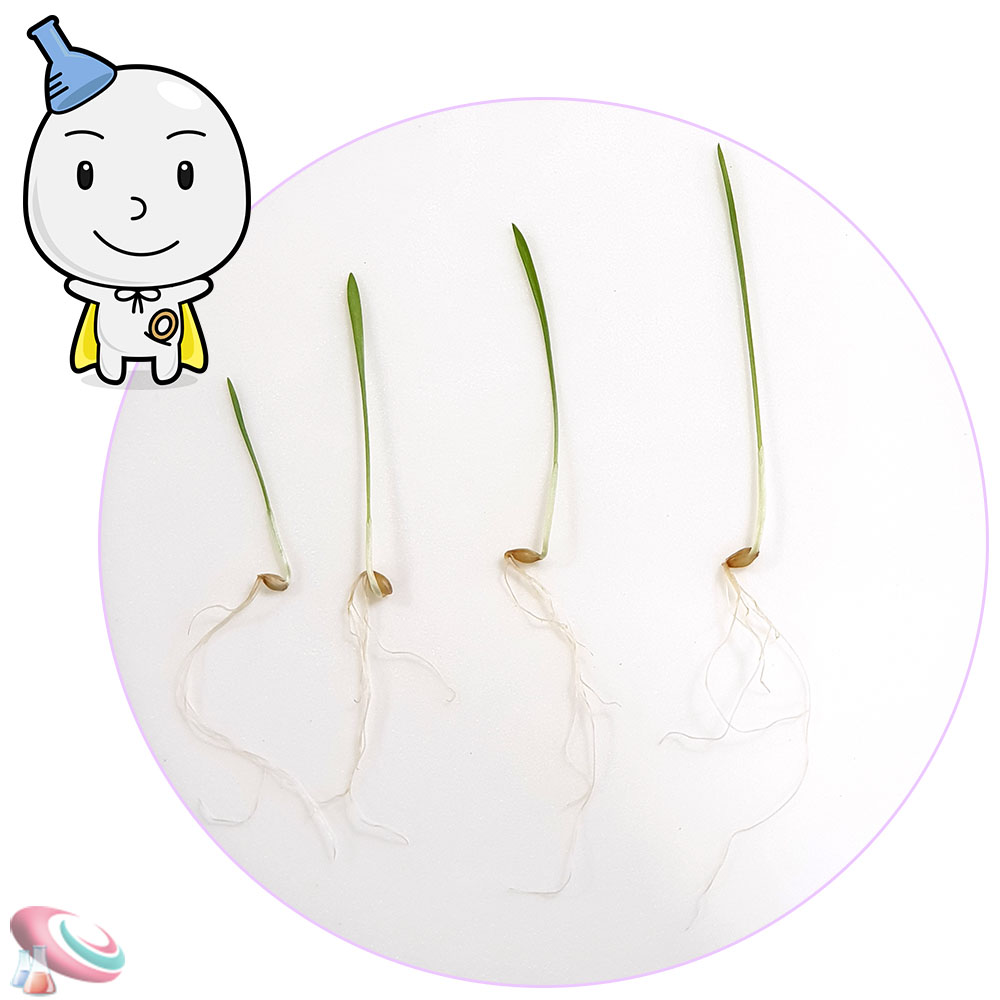 새싹보리키우기 키트 새싹 기르기세트 과학교구몰 구정과학 - 상세 이미지 3