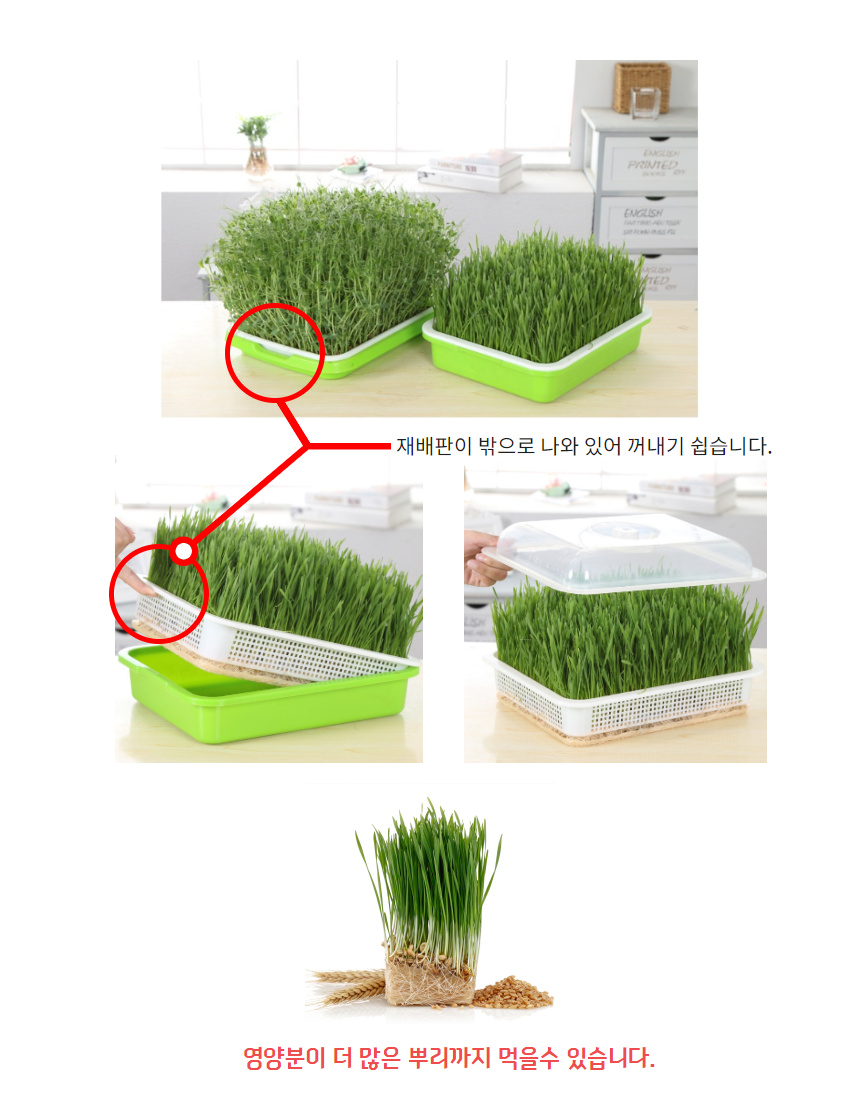 새싹보리 키우기 셀링치나 새싹보리 12