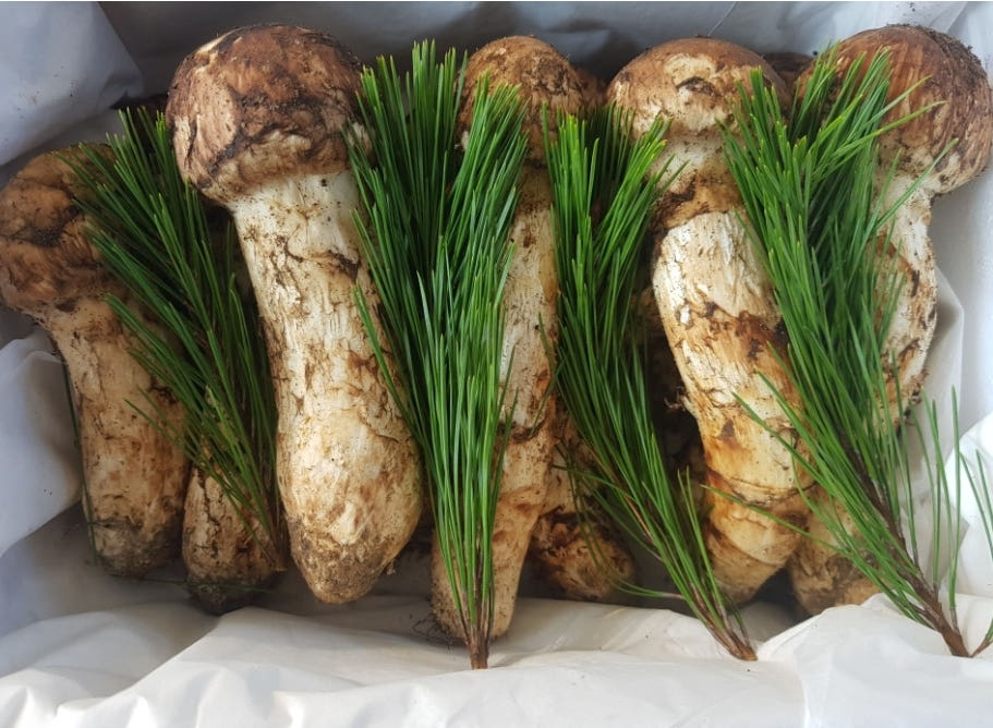 송이버섯 상세비교