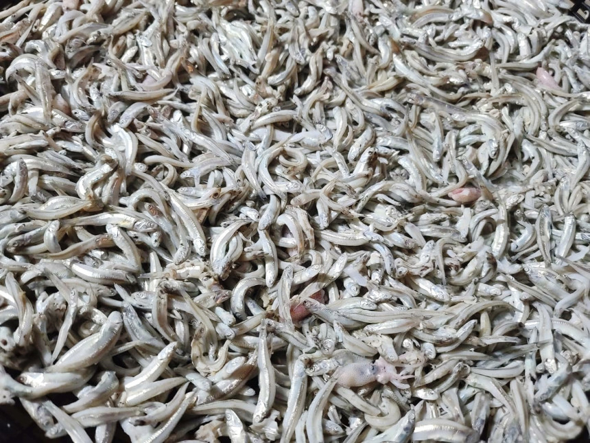 바다품애 이미지