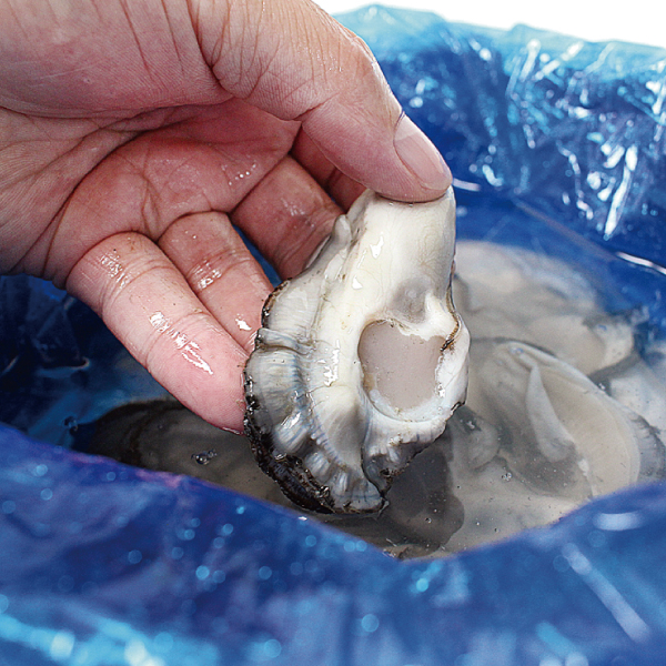 훈이수산 제철 통영굴 생굴 굴 1kg 지퍼팩포장