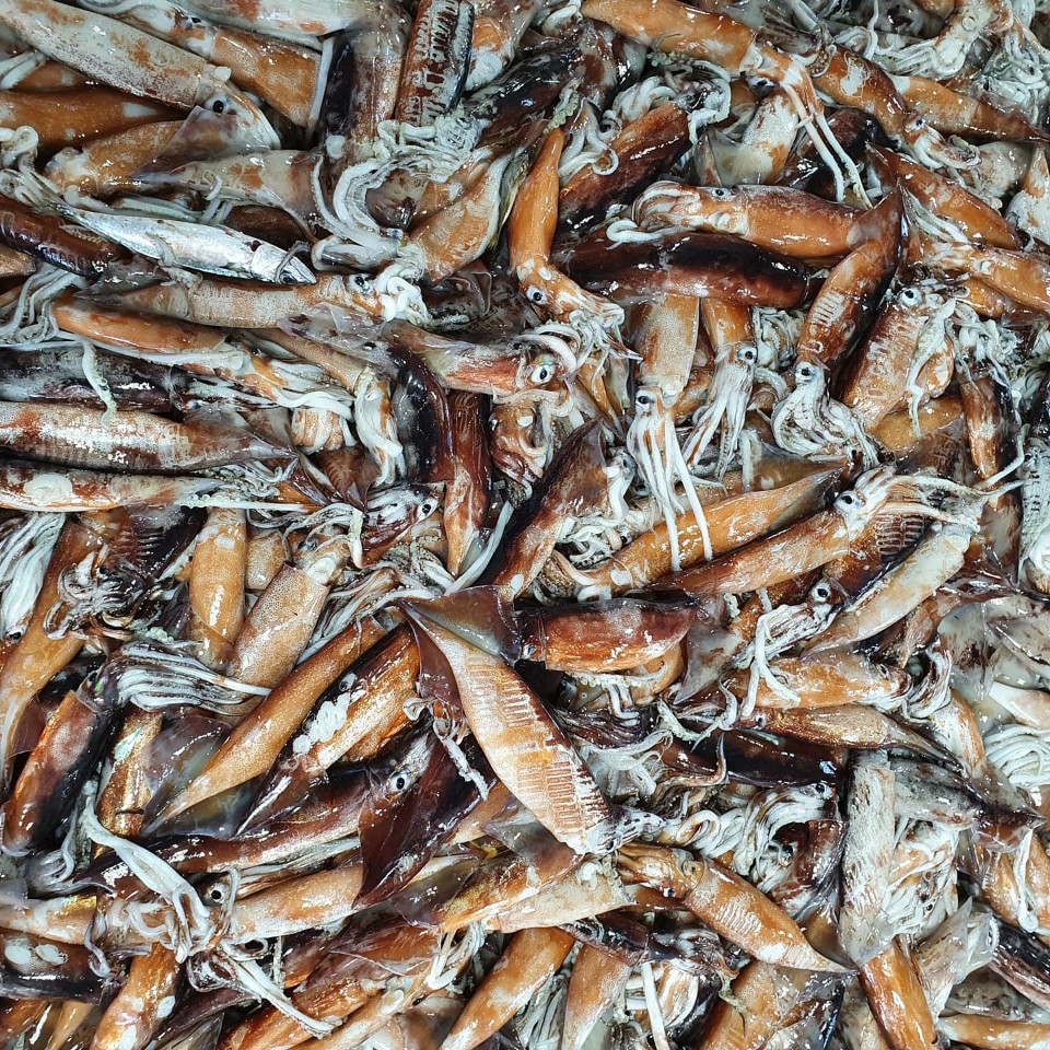 반건조오징어 마른오징어 피데기 건오징어 반건오징어 대 10마리 1.5kg 파품 파지