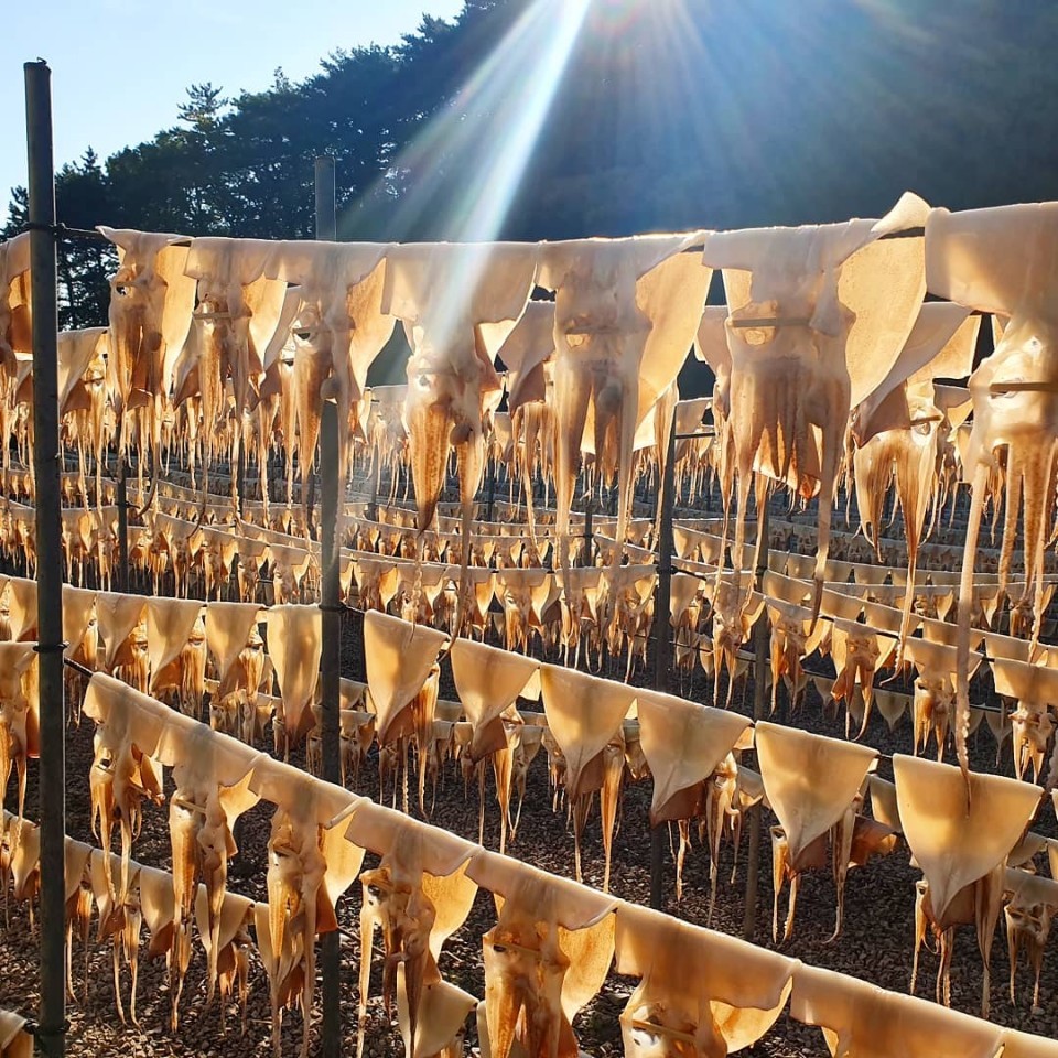 반건조오징어 마른오징어 피데기 건오징어 반건오징어 대 10마리 1.5kg 파품 파지