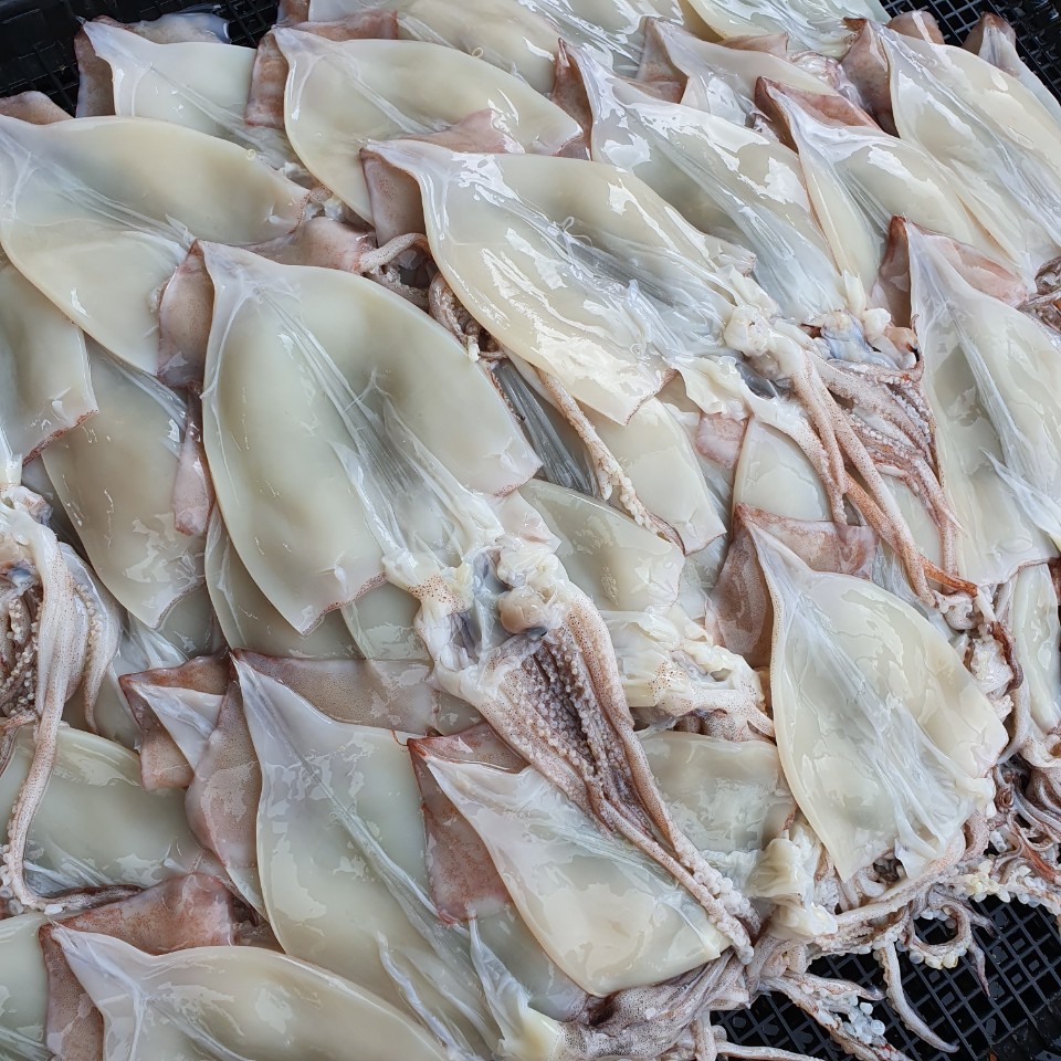 동해 영덕 손질오징어 1kg 국내산 통오징어 오징어알 생물 절단 물 오징어 무늬오징어