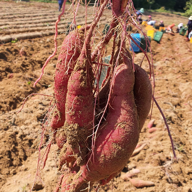 2025 햇고구마 싸리재마을 밤고구마 5kg(꼬마,보통) 퍽퍽한 밤맛 고구마 - 상세 이미지 3