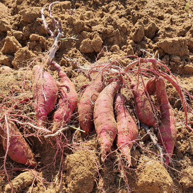 2025 햇고구마 싸리재마을 밤고구마 5kg(꼬마,보통) 퍽퍽한 밤맛 고구마 - 상세 이미지 5