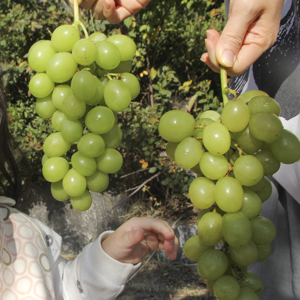 씨가 있는 유기농 샤인머스켓 2k 포도 사람과 땅농장 이미지 6