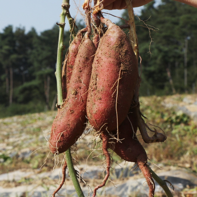 2025년 햇고구마 싸리재마을 꿀고구마 5kg(한입,보통) 베니하루까 달수고구마 - 상세 이미지 5