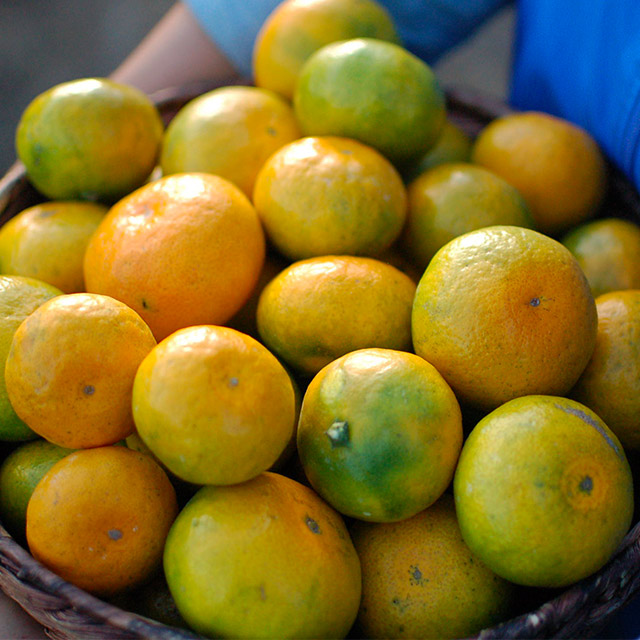 25년 감귤 제주 프리미엄 효돈 노지 하우스 제철감귤 가정용 고당도 산지직송 고품질 5kg