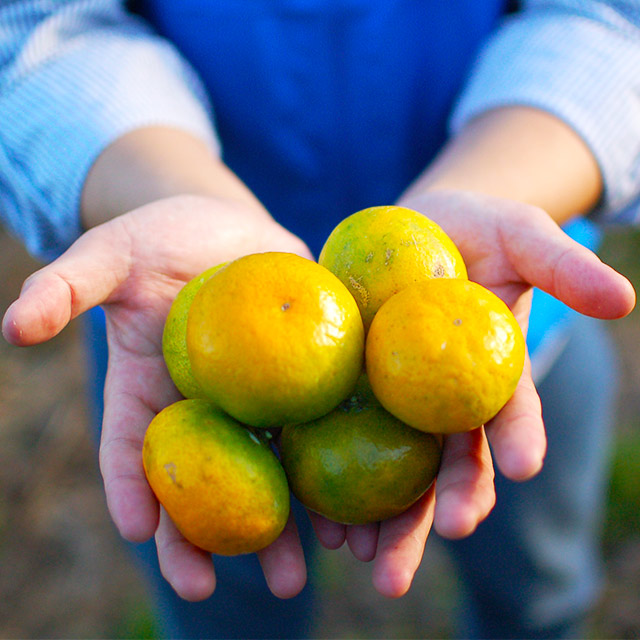 25년 감귤 제주 프리미엄 효돈 노지 하우스 제철감귤 가정용 고당도 산지직송 고품질 5kg
