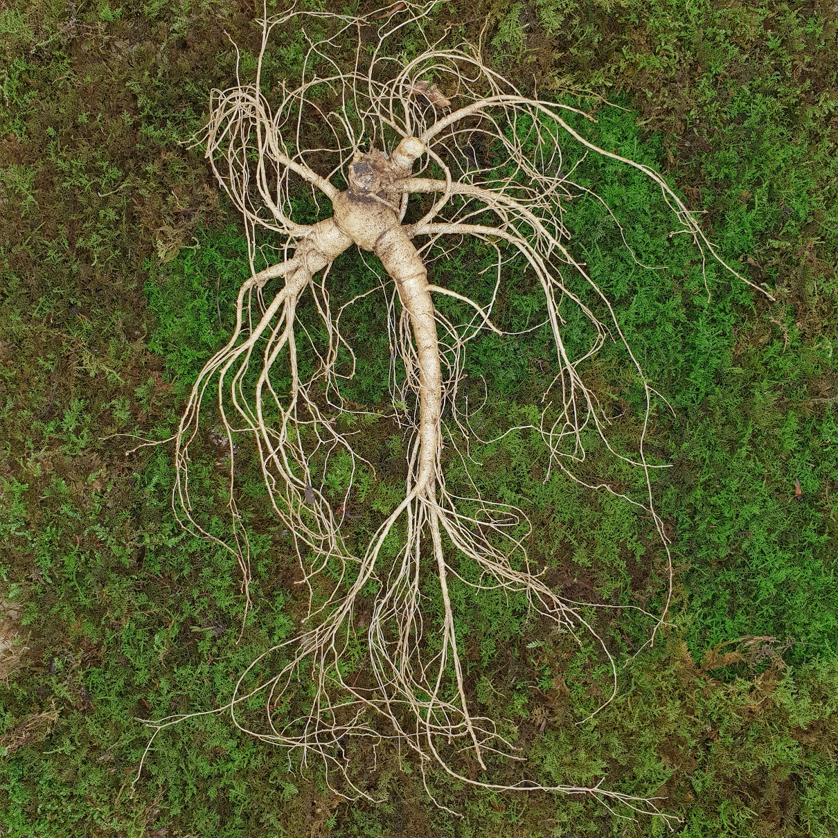 12,15년근 야생삼 1뿌리 산양산삼 산양삼 장뇌삼 장뇌산삼 이미지 4