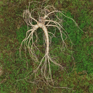 12,15년근 야생삼 1뿌리 산양산삼 산양삼 장뇌삼 장뇌산삼 맛있게 먹은 솔직 후기 - 상품 이미지 4