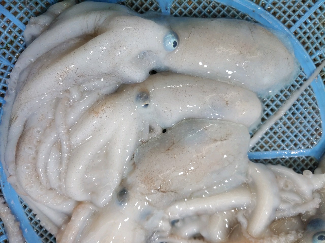 죽은낙지 기절낙지 2마리 세발낙지 연포탕 볶음요리