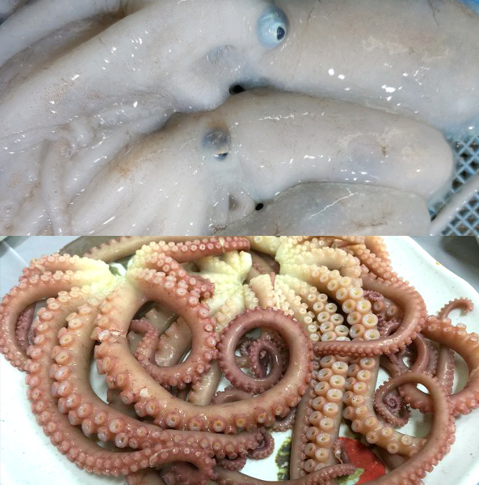죽은낙지 기절낙지 2마리 연포탕 볶음요리 - 상세 이미지 2