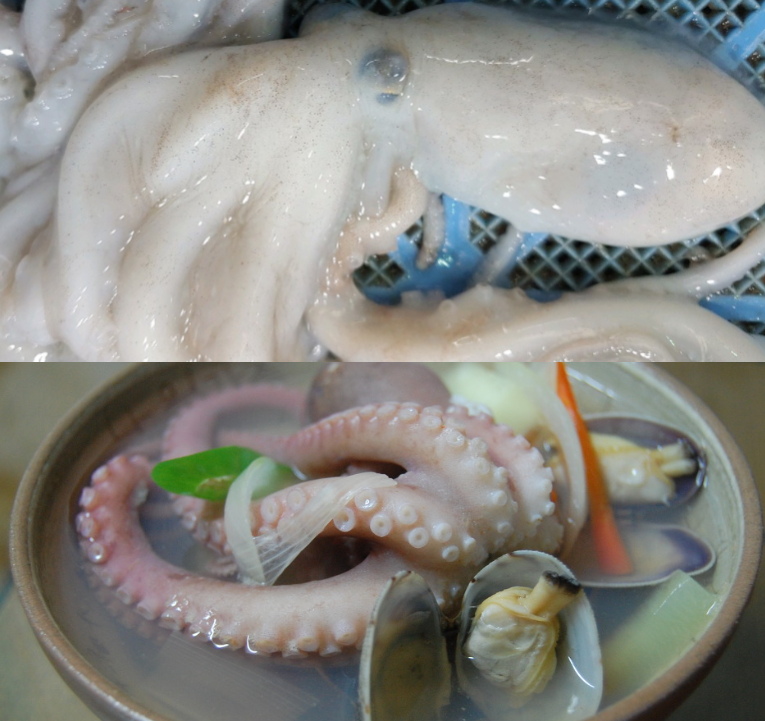 죽은낙지 기절낙지 2마리 연포탕 볶음요리 - 상세 이미지 3