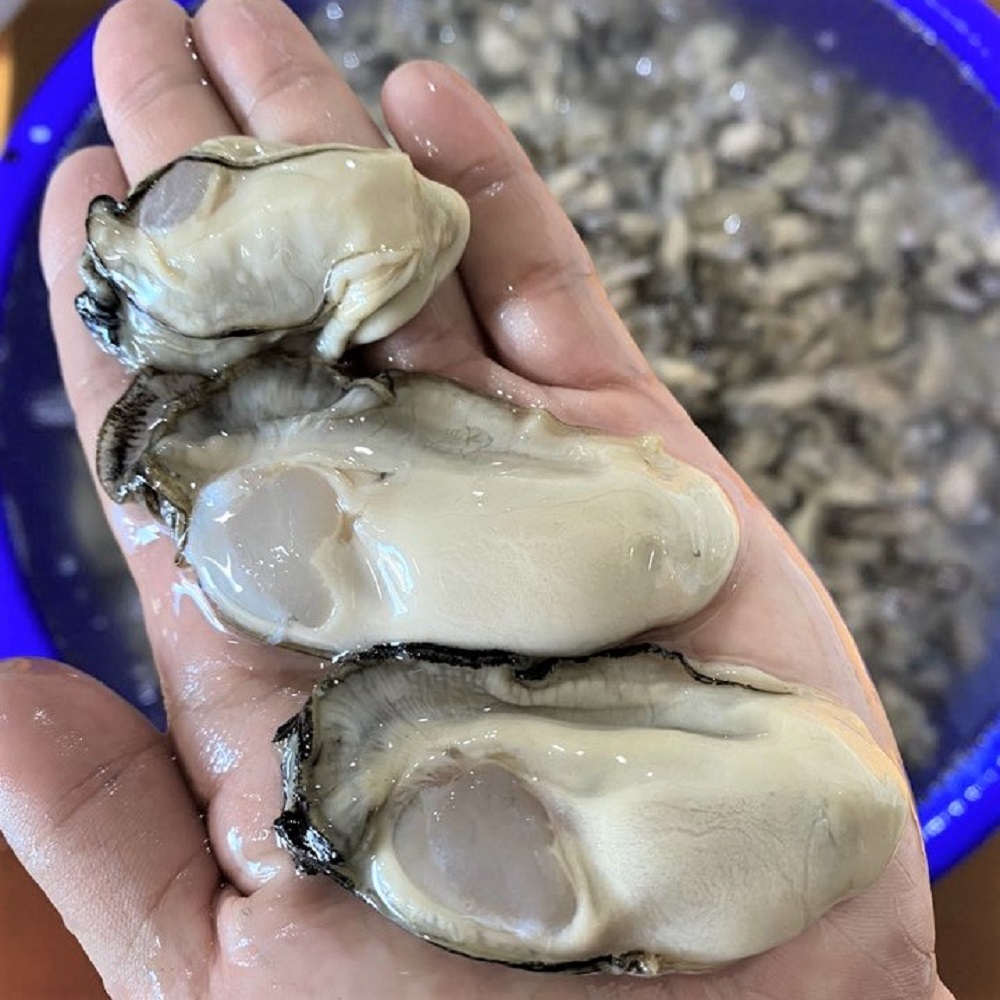 생글생굴 통영 생굴 제철 굴 1kg 하프셀 석화 각굴 냉동굴