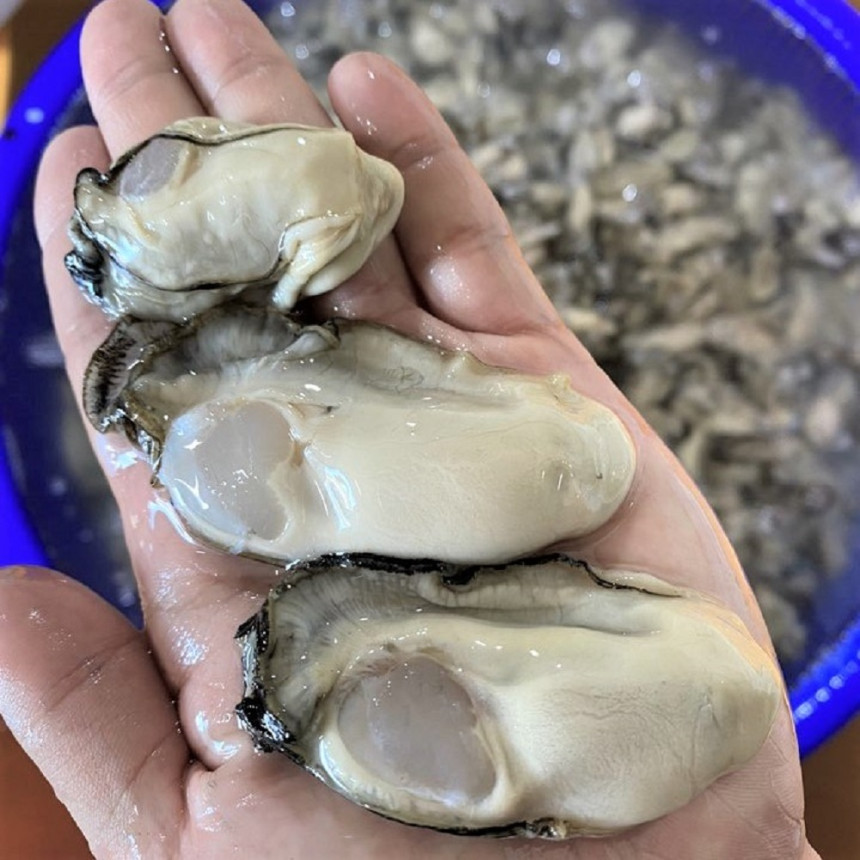 생글생굴 통영 생굴 제철 굴 1kg 하프셀 석화 각굴 냉동굴 사진 1
