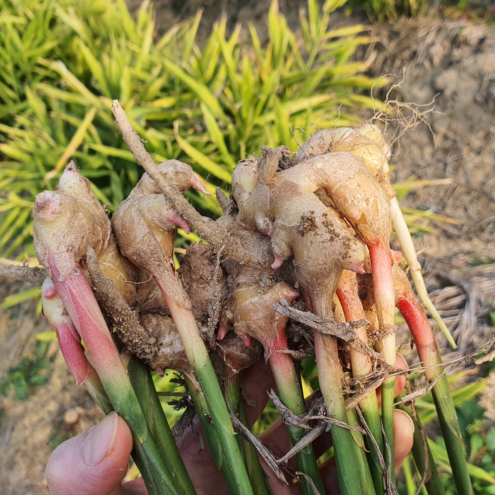 25년 수확 싸리재마을 토종생강 2kg - 상품 이미지