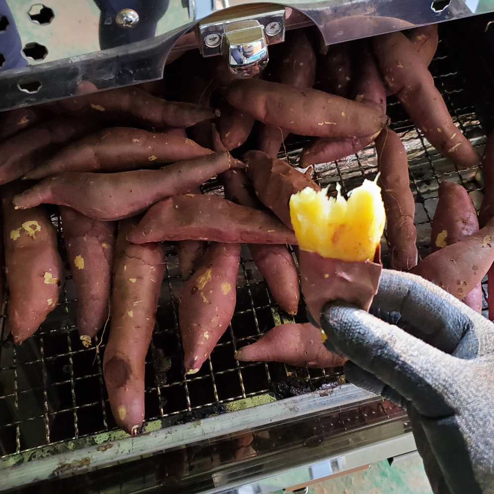 25년 햇고구마 무안 흙이 살아있는 붉은 황토밭 유기농 고구마 베니하루카 3kg, 1개 이미지 3