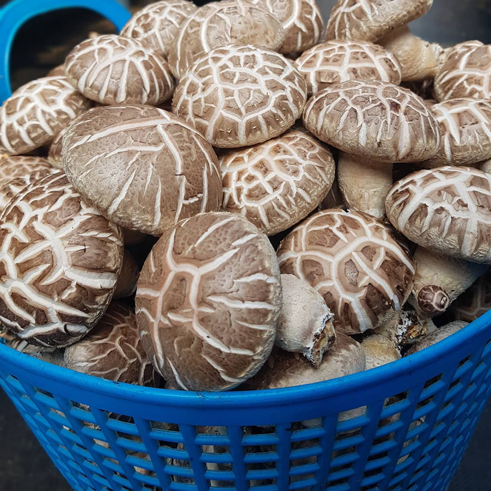 표고버섯 1kg 장흥 생 샤브샤브채소 못난이 파지 고기 참나무 - 상세 이미지 2