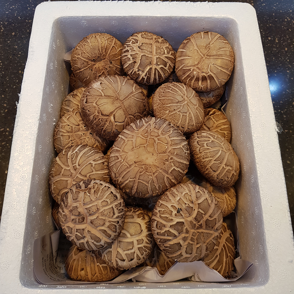 표고버섯 1kg 장흥 생 샤브샤브채소 못난이 파지 고기 참나무 - 상세 이미지 4