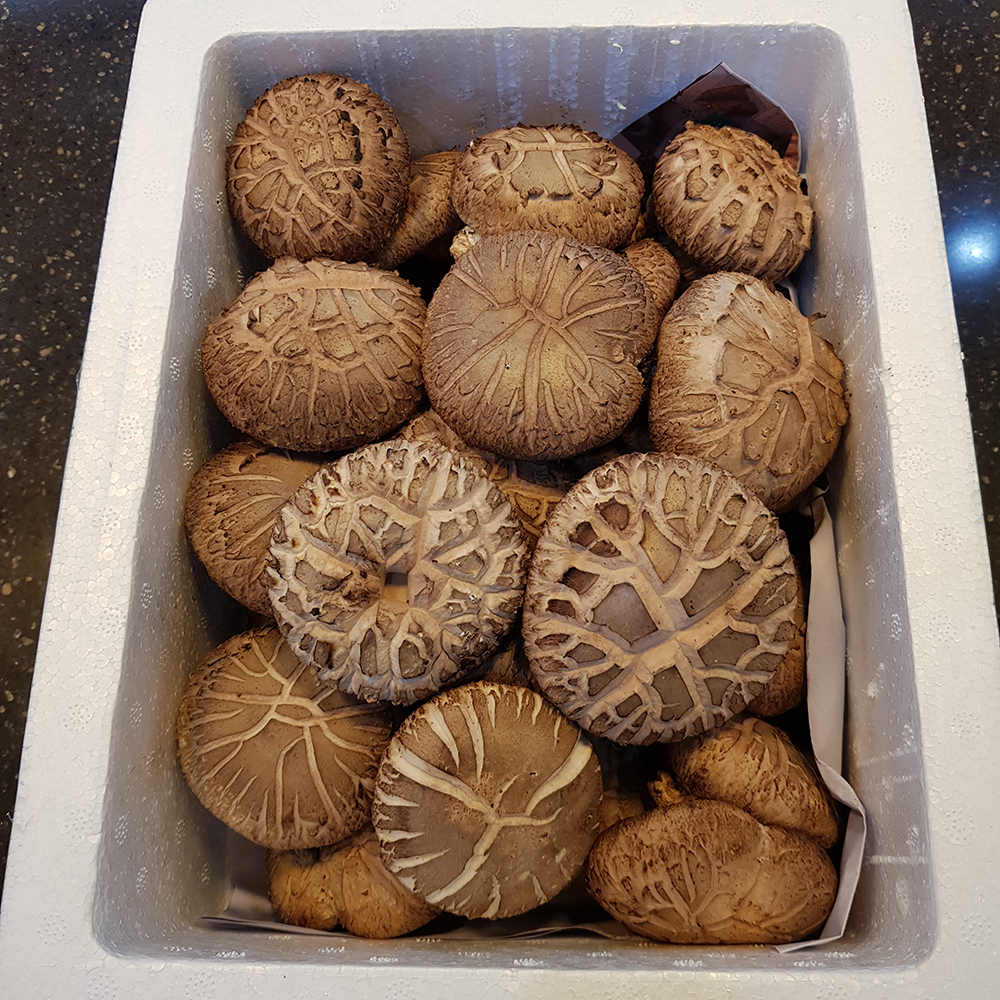 표고버섯 1kg 장흥 생 샤브샤브채소 못난이 파지 고기 참나무 - 상세 이미지 3