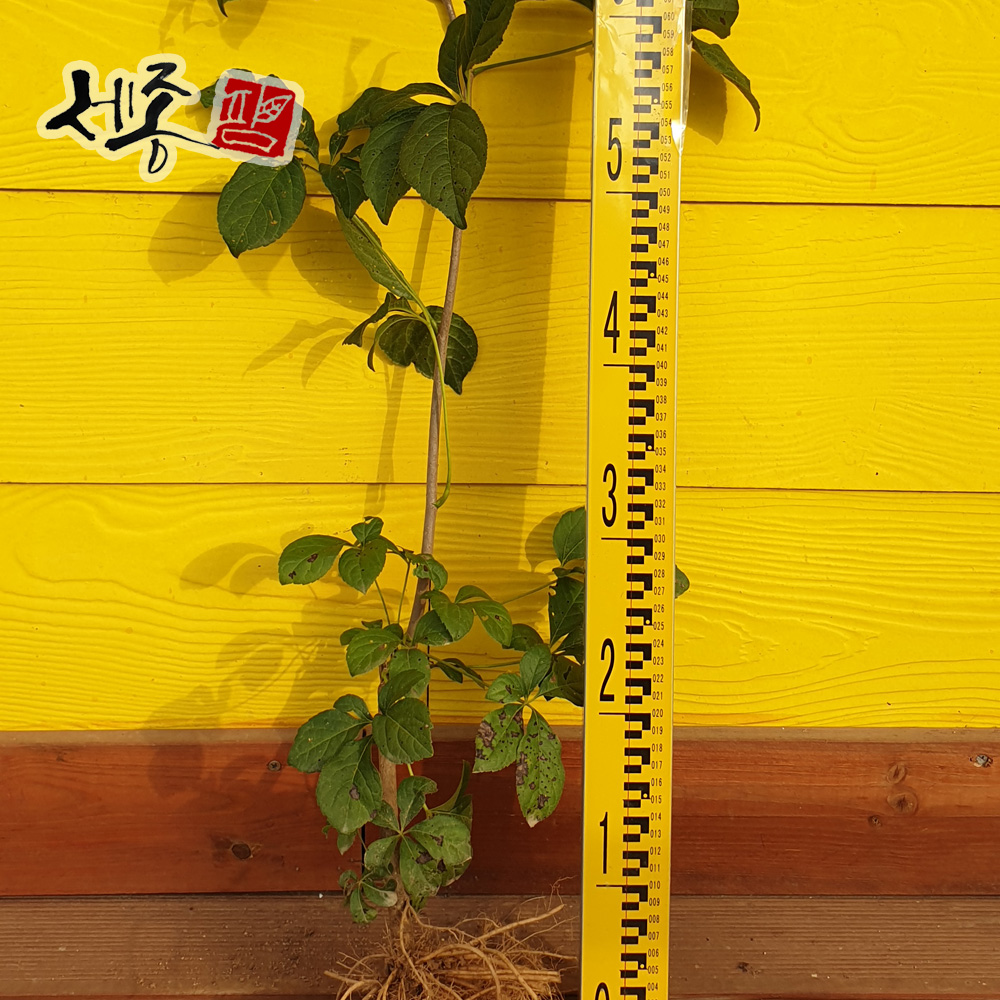 오갈피묘목 2년 토종 오가피 이미지 2