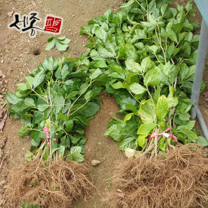 오갈피묘목 2년 토종 오가피 실사용 후기 | 효과 있을까? - 상품 이미지 3