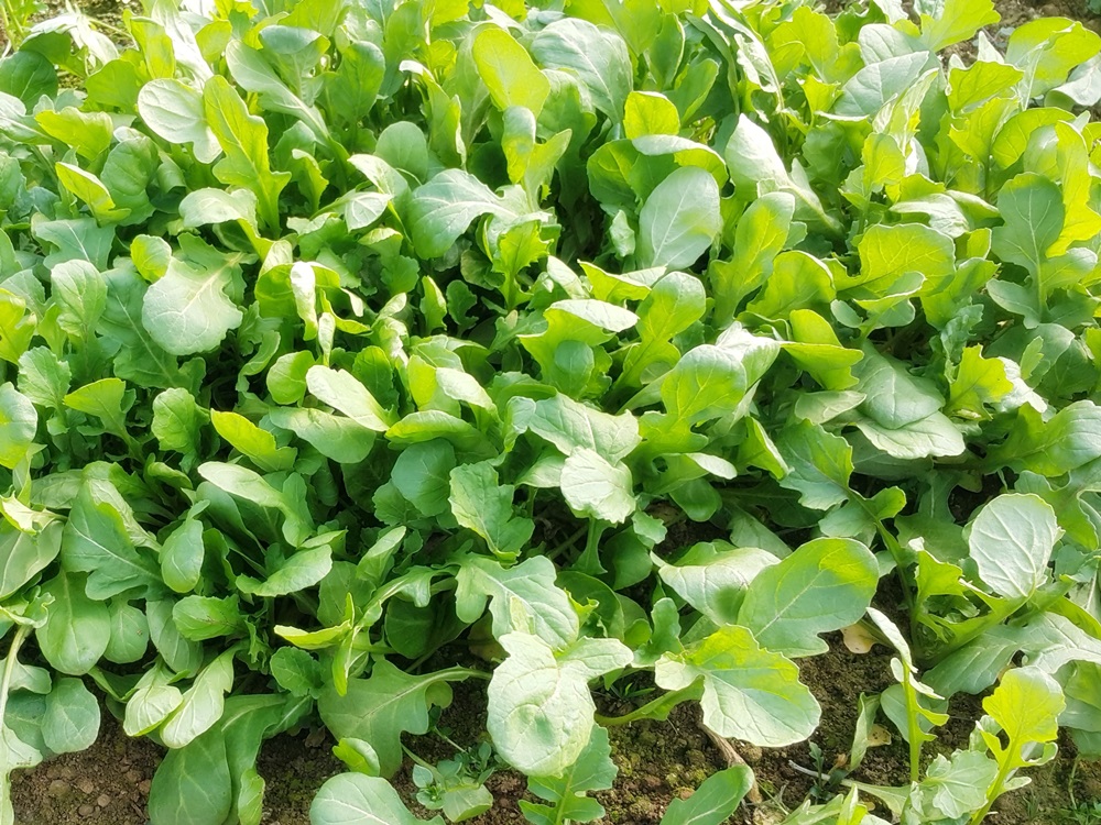 루꼴라 로켓 로케트 샐러드 500g 이미지 6