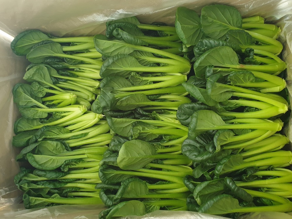 비타민채소 그린비타민 다채 샐러드야채 특수야채 이유식재료 1kg 500g 이미지 6