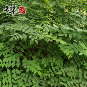 민두릅나무 묘목 20~40cm 가시없는 두릅 실사용 후기 | 효과 있을까? - 상품 이미지 2