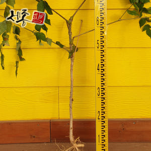 참두릅나무 두릅 묘목 실사용 후기 | 효과 있을까? - 상품 이미지 3