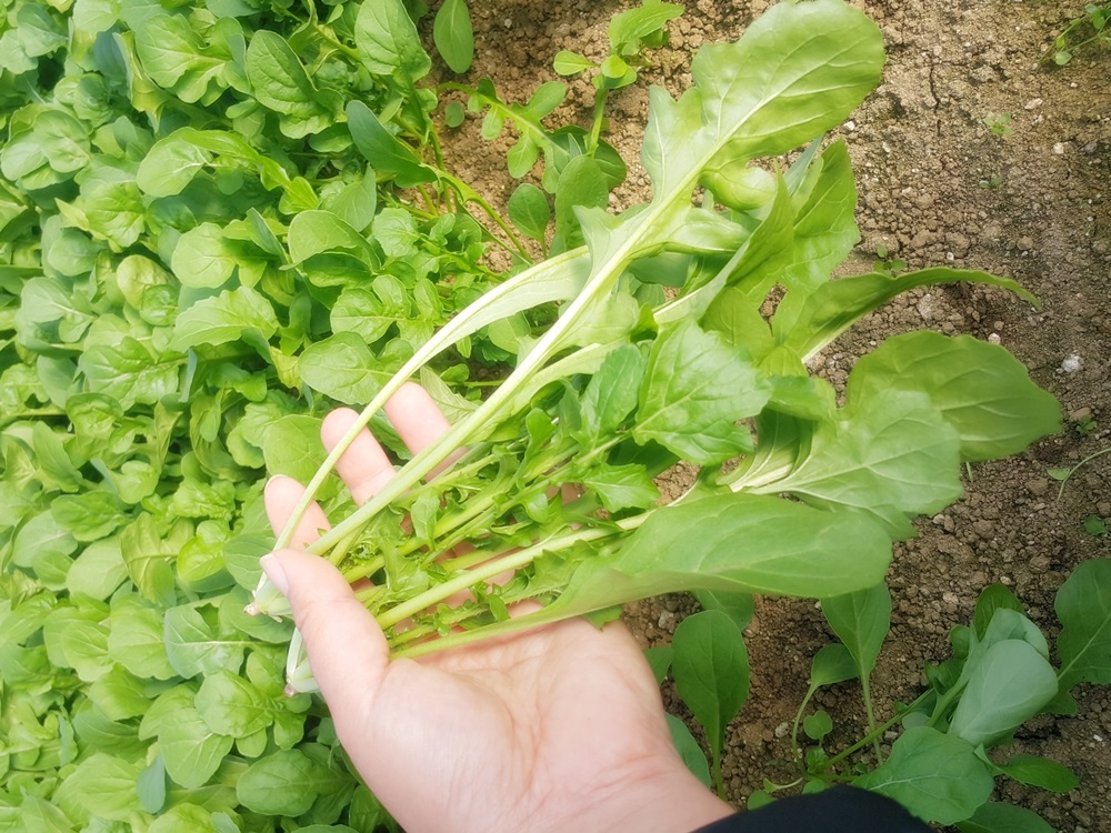 루꼴라 로켓 로케트 샐러드 500g 이미지 7