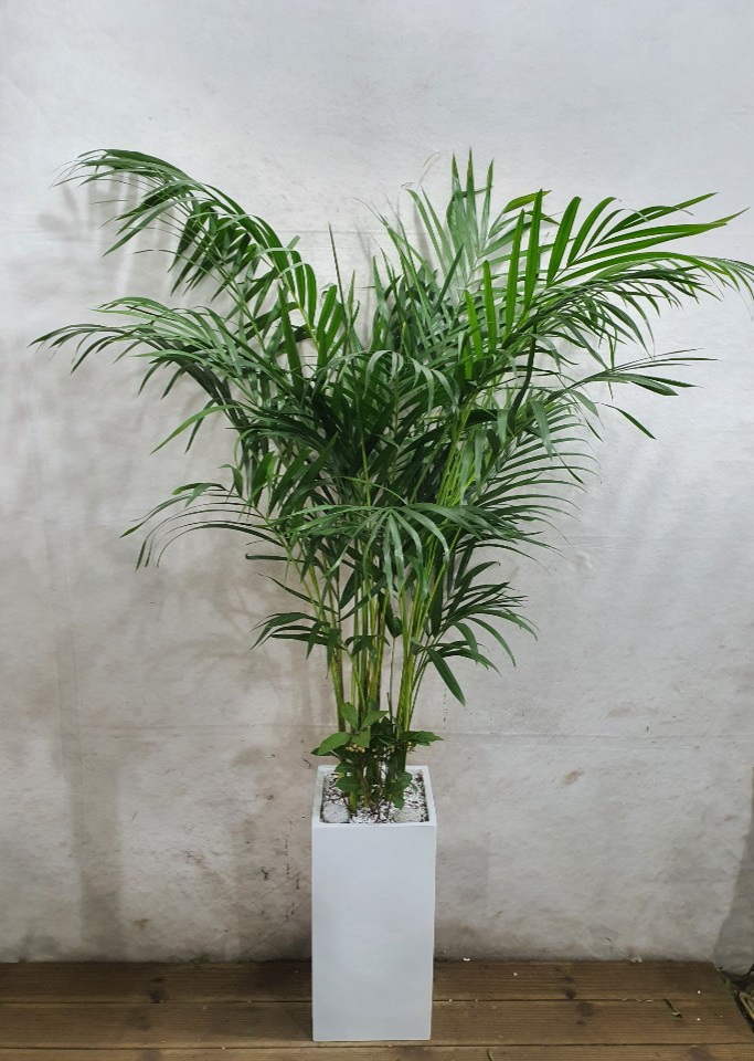 아레카야자 (중) 테이블야자 개업 승진 축하 실내 이사 감성 인테리어 공기정화 화분 배달