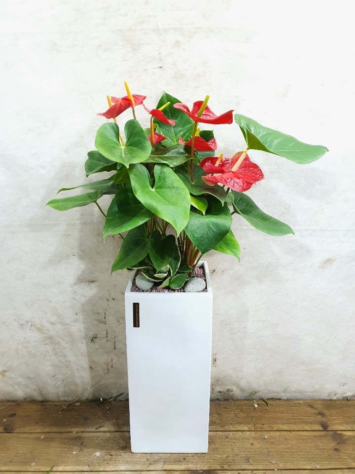 안시리움 (중) 개업 공기정화 악취제거 칠순 환갑 부모님 생신 축하 화분 선물 당일 배달