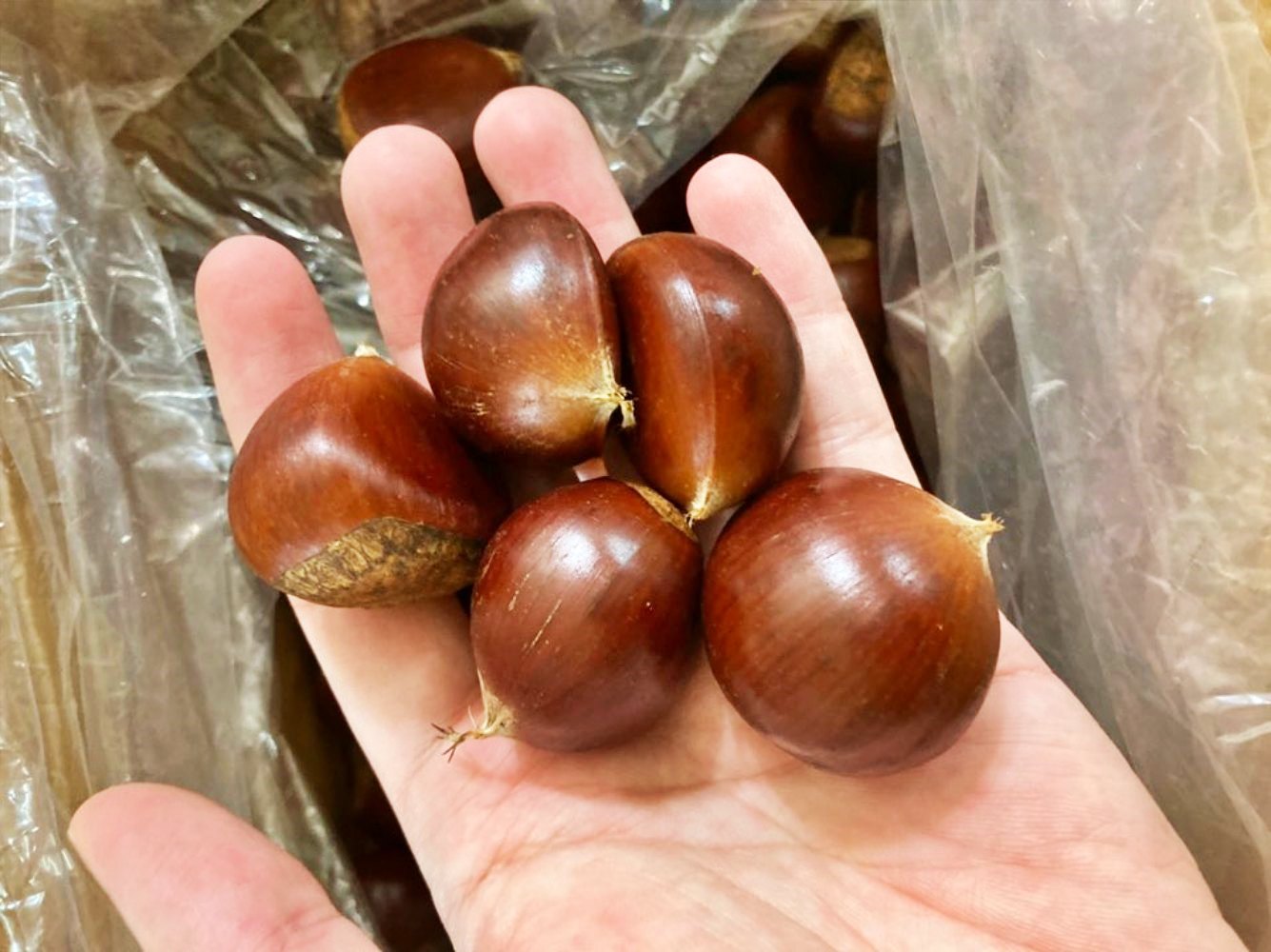 충주 이평밤 부여 공주 햇밤 1kg 2kg 3kg 4kg 중과 대과 특과 - 상세 이미지 2