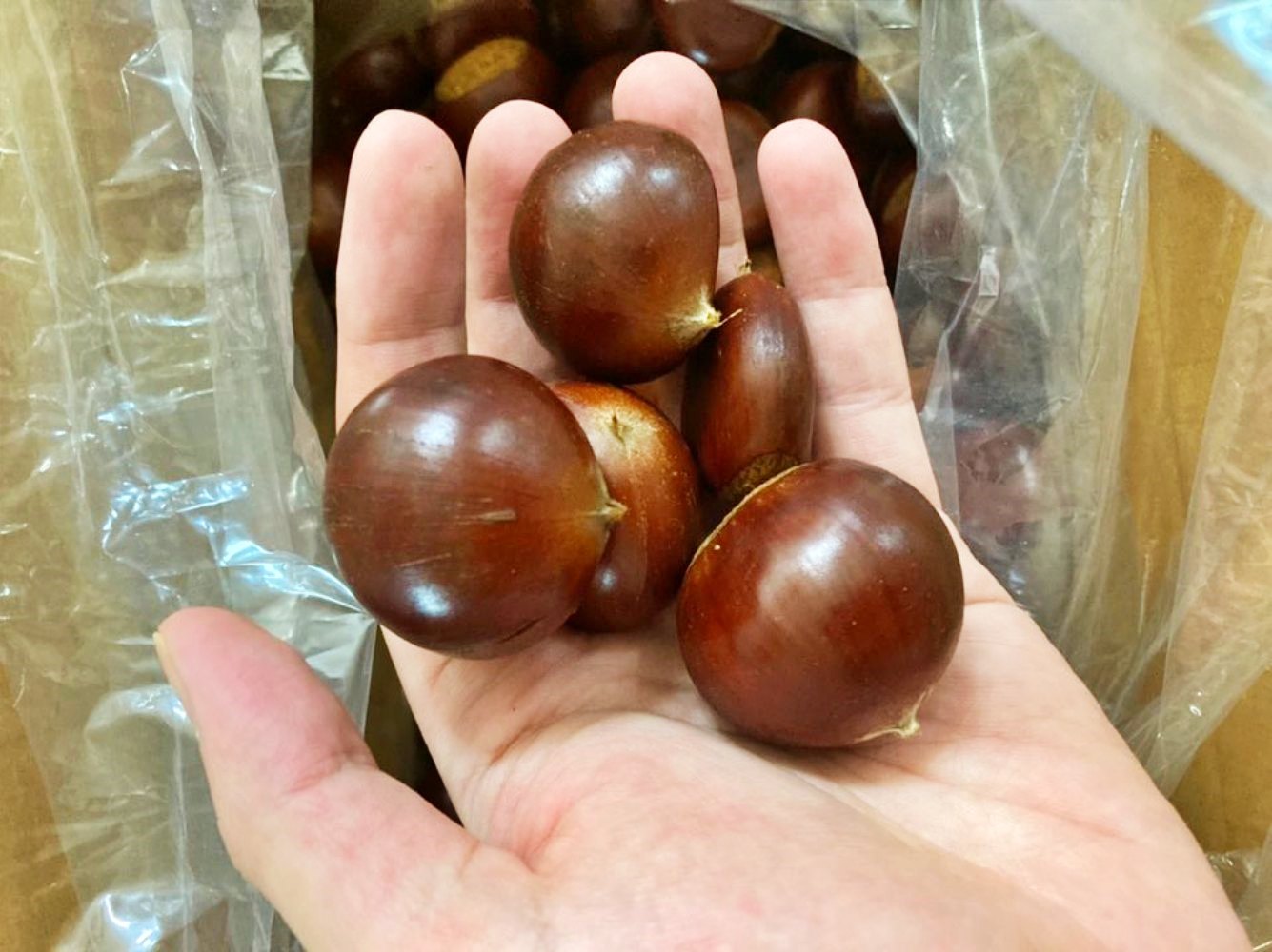 충주 이평밤 부여 공주 햇밤 1kg 2kg 3kg 4kg 중과 대과 특과 - 상세 이미지 3
